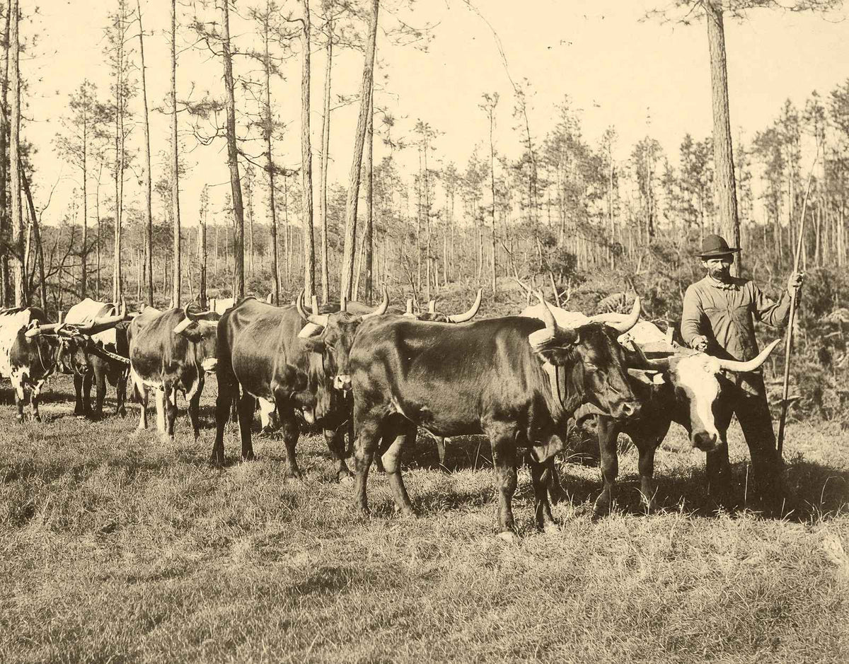 From Forest to Mill in Mobile, Alabama 1906 Vintage Print (7 Sizes) - Retouched