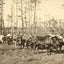 From Forest to Mill in Mobile, Alabama 1906 Vintage Print (7 Sizes) - Retouched