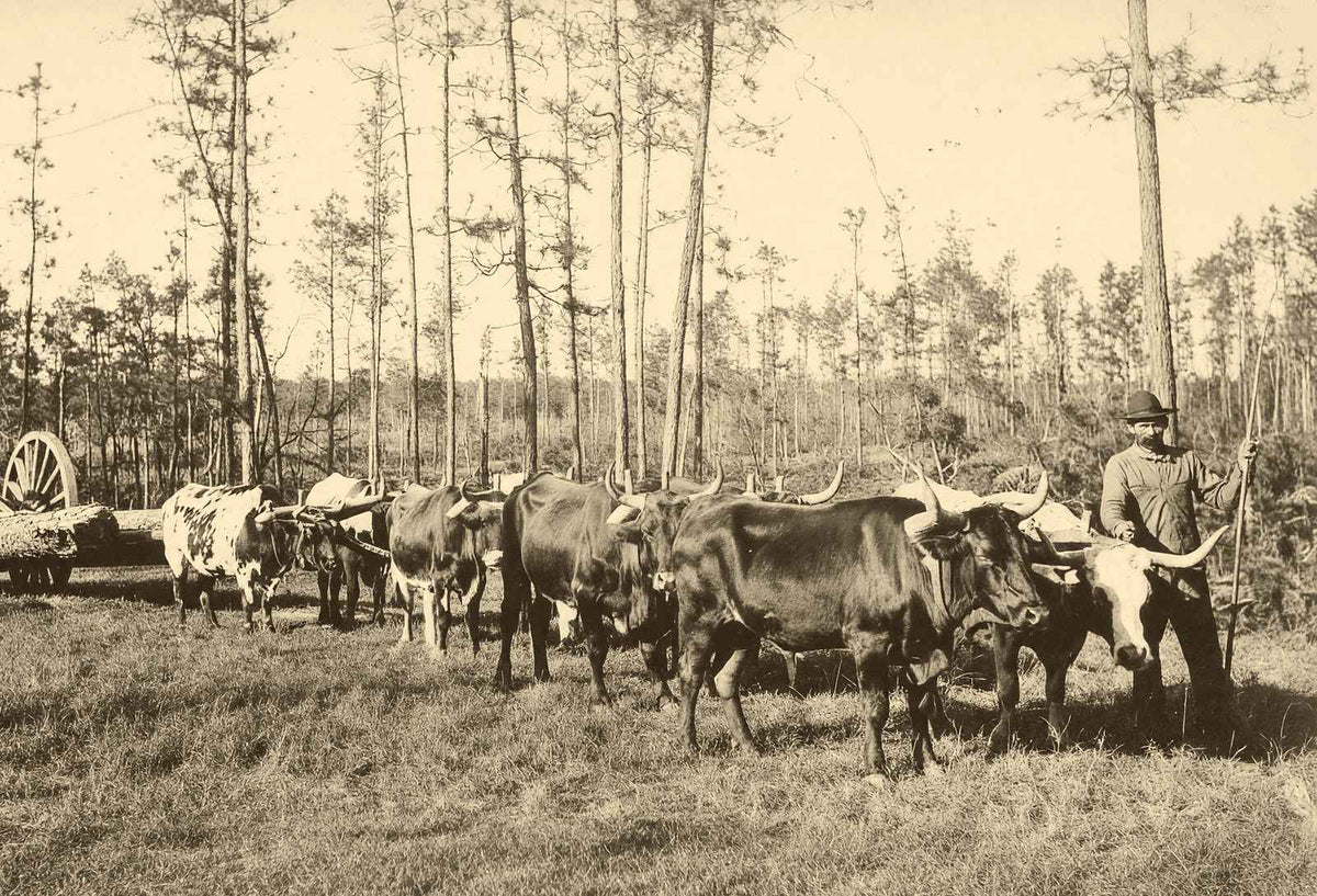 From Forest to Mill in Mobile, Alabama 1906 Vintage Print (7 Sizes) - Retouched