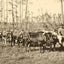 From Forest to Mill in Mobile, Alabama 1906 Vintage Print (7 Sizes) - Retouched