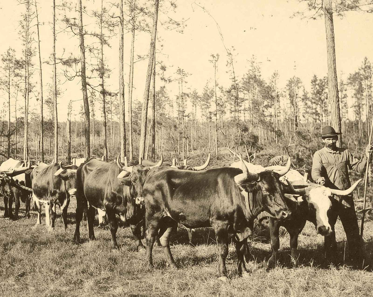 From Forest to Mill in Mobile