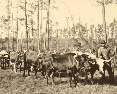 From Forest to Mill in Mobile