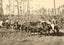 From Forest to Mill in Mobile, Alabama 1906 Vintage Print (7 Sizes) - Retouched