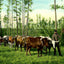 From Forest to Mill Mobile Alabama in 1906 Vintage Print (7 Sizes) - Restored