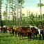 From Forest to Mill Mobile Alabama in 1906 Vintage Print (7 Sizes) - Restored