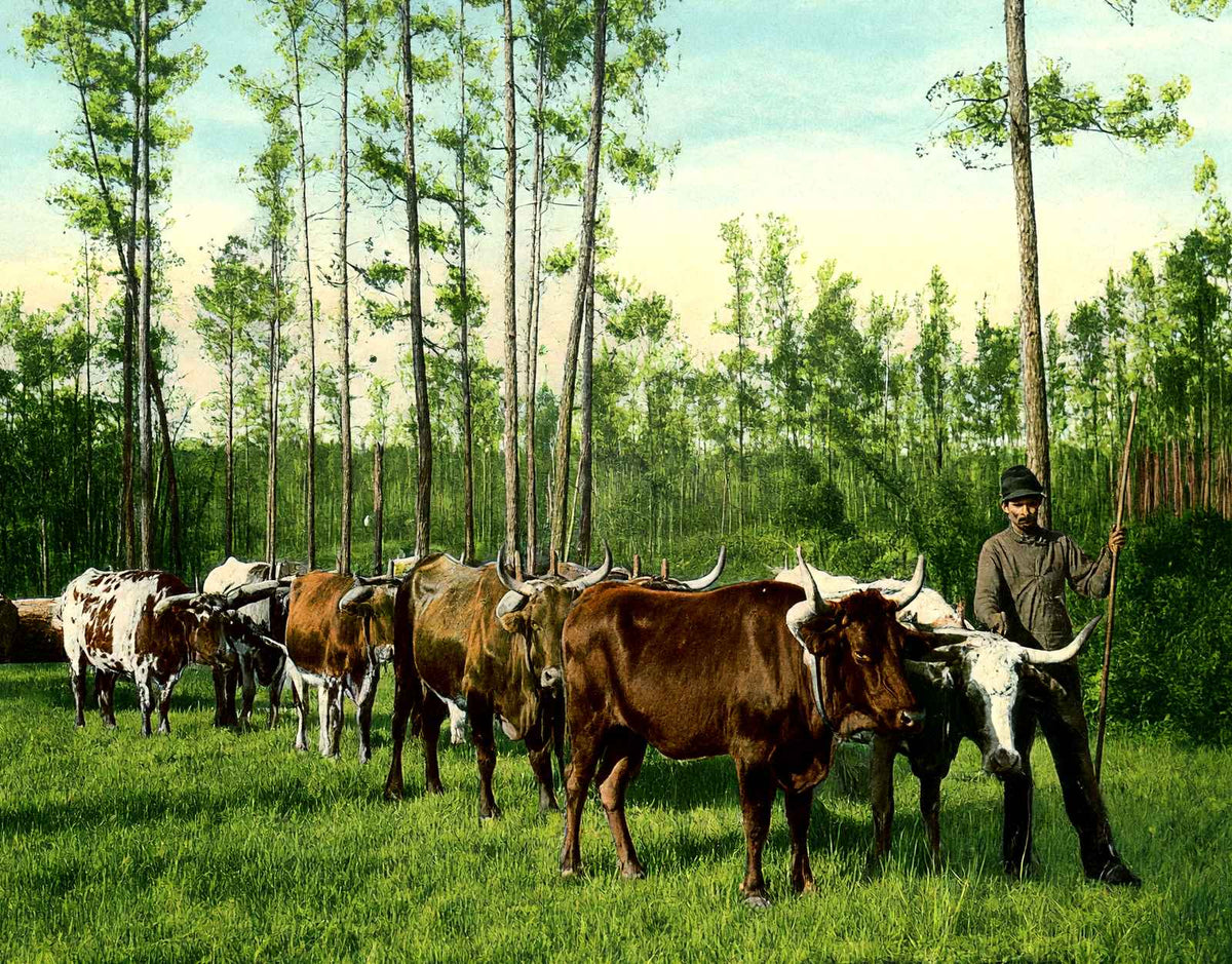 From Forest to Mill Mobile Alabama in 1906 Vintage Print (7 Sizes) - Restored