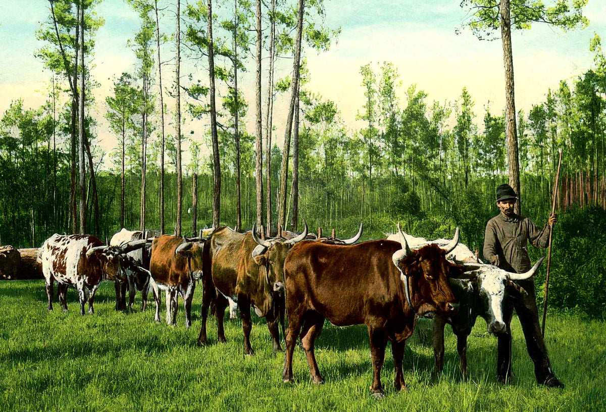 From Forest to Mill Mobile Alabama in 1906 Vintage Print (7 Sizes) - Restored