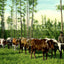 From Forest to Mill Mobile Alabama in 1906 Vintage Print (7 Sizes) - Restored