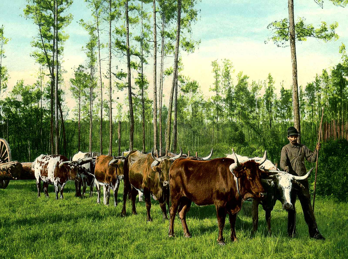 From Forest to Mill Mobile Alabama in 1906 Vintage Print (7 Sizes) - Restored