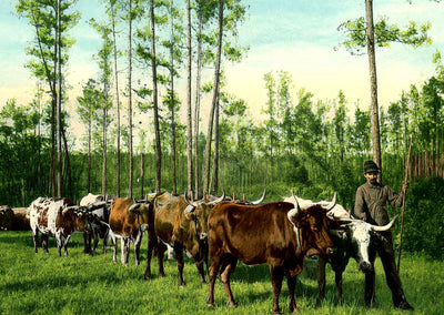 From Forest to Mill Mobile Alabama in 1906 Vintage Print (7 Sizes) - Restored