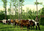 From Forest to Mill Mobile Alabama in 1906 Vintage Print (7 Sizes) - Restored