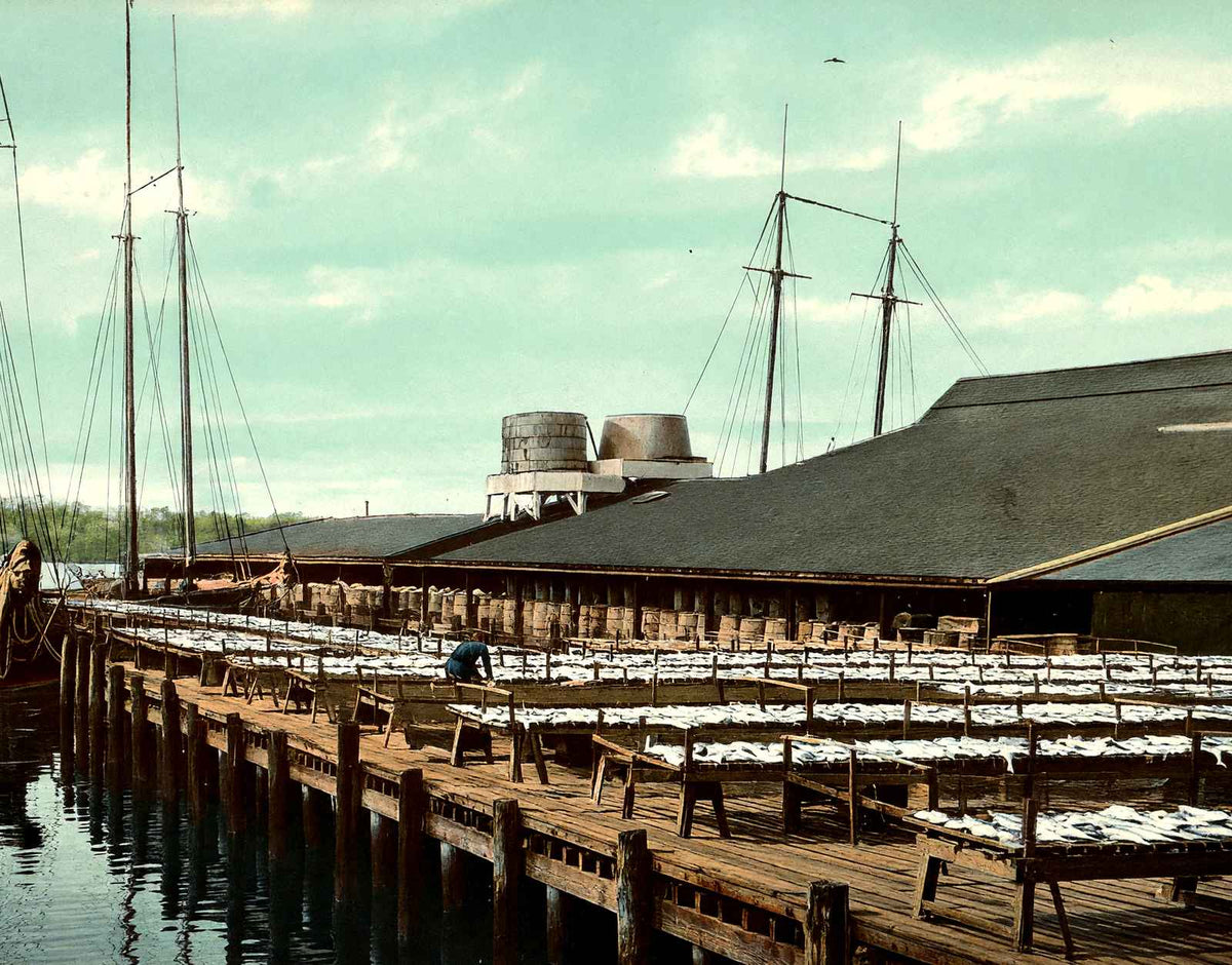 Fish Wharf, Gloucester, Massachusetts in 1907 Vintage Print (7 Sizes) - Enhanced
