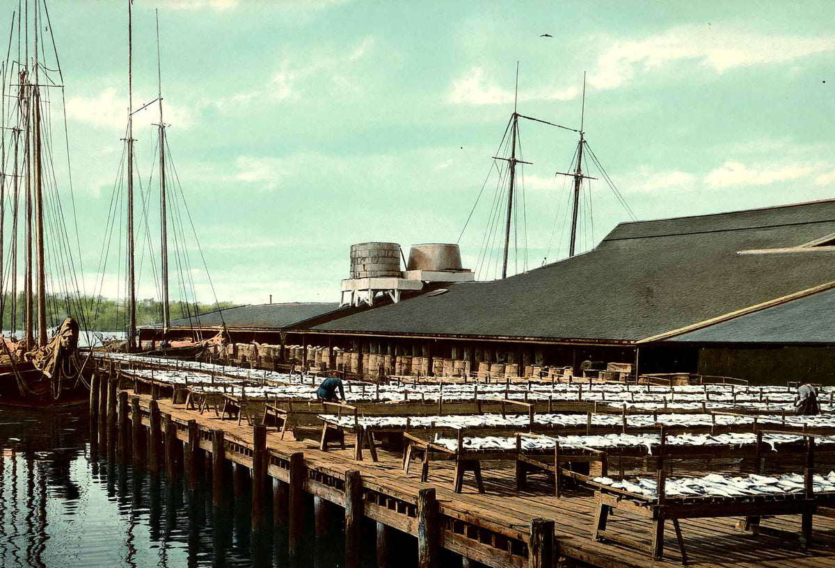 Fish Wharf, Gloucester, Massachusetts in 1907 Vintage Print (7 Sizes) - Enhanced