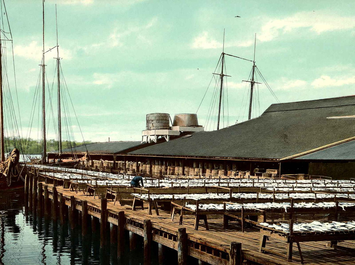 Fish Wharf, Gloucester, Massachusetts in 1907 Vintage Print (7 Sizes) - Enhanced