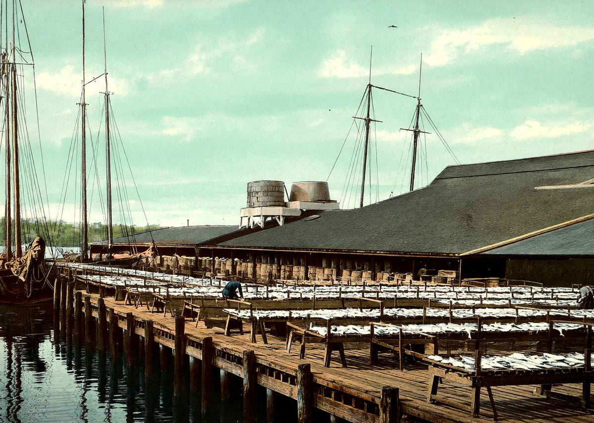 Fish Wharf, Gloucester, Massachusetts in 1907 Vintage Print (7 Sizes) - Enhanced