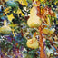 Gourds Painting by John Singer Sargent Premium Art Print (6 Sizes)