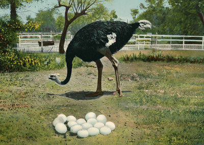 Nesting - a Quiet Corner Hot Springs AR in 1907 Vintage Print (7 Sizes)