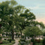 Scene at Sam Houston Park Houston in 1906 Vintage Print (7 Sizes)