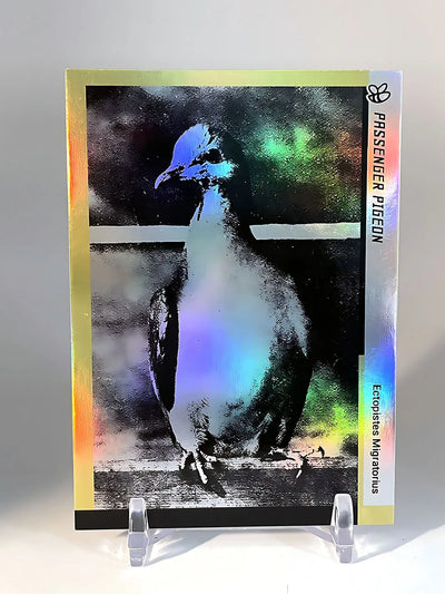 Passenger Pigeon Photo Trading Card (Holographic) - GleeBeeCo Bird Card