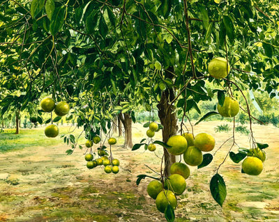 In a Florida Grapefruit Grove in 1908 art print