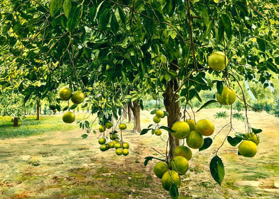 In a Florida Grapefruit Grove in 1908 Painting Print (7 Sizes) - Premium Print