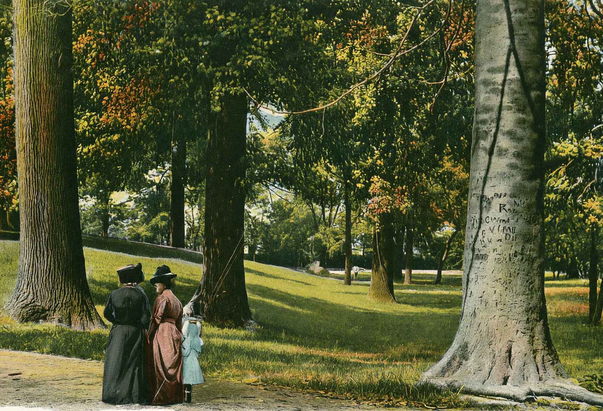 In Central Park Louisville in 1904 Vintage Print (7 Sizes) - Acid Free
