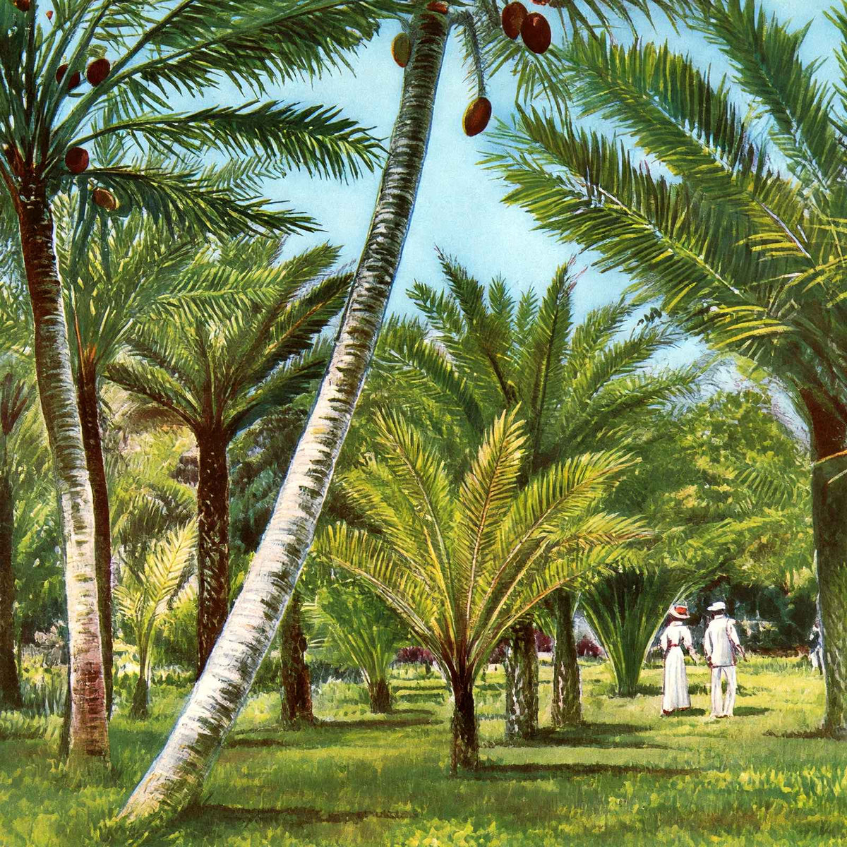 Kapiolani Park Honolulu in 1908 Vintage Print (7 Sizes) - Restored