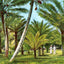 Kapiolani Park Honolulu in 1908 Vintage Print (7 Sizes) - Restored