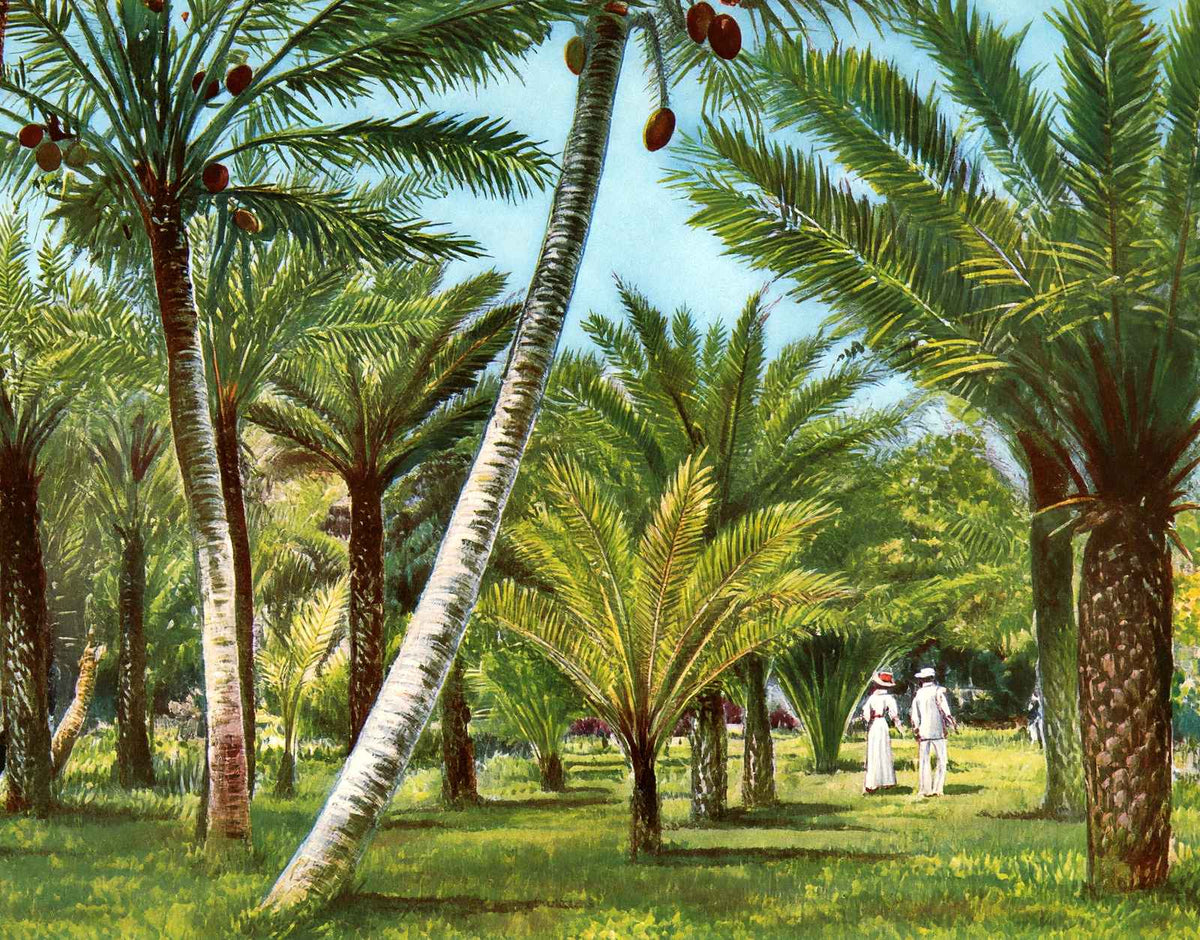 Kapiolani Park Honolulu in 1908 Vintage Print (7 Sizes) - Restored