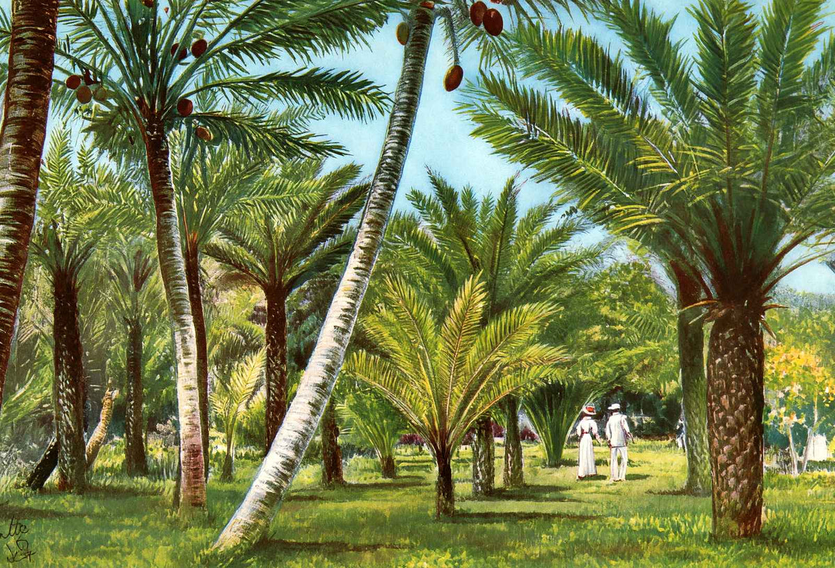 Kapiolani Park Honolulu in 1908 Vintage Print (7 Sizes) - Restored