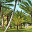 Kapiolani Park Honolulu in 1908 Vintage Print (7 Sizes) - Restored