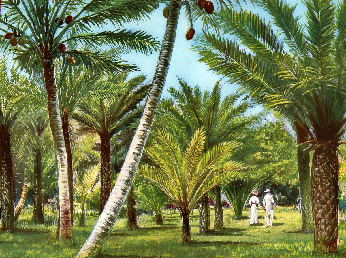 Kapiolani Park Honolulu in 1908 Vintage Print (7 Sizes) - Restored