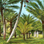 Kapiolani Park
