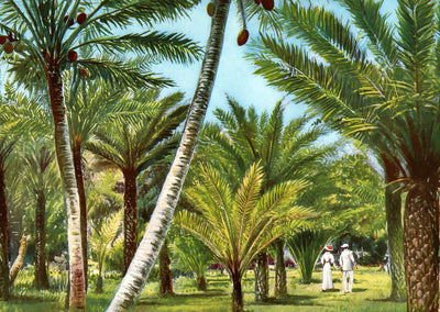 Kapiolani Park Honolulu in 1908 Vintage Print (7 Sizes) - Restored