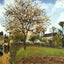 Landscape at Louveciennes Fine Art Print 1870 by Camille Pissarro (6 Sizes)