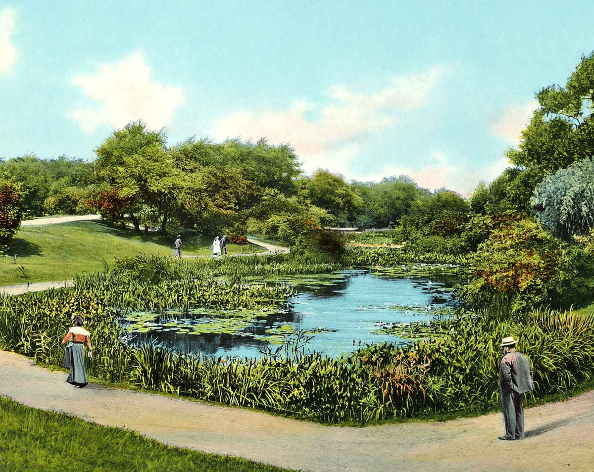 Lily Pond