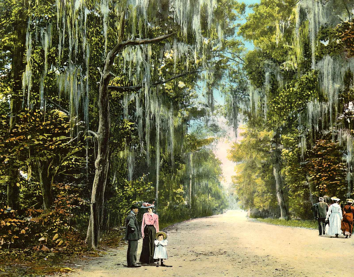Lovers' Lane Mobile Alabama in 1905 Vintage Print (7 Sizes) - Enhanced