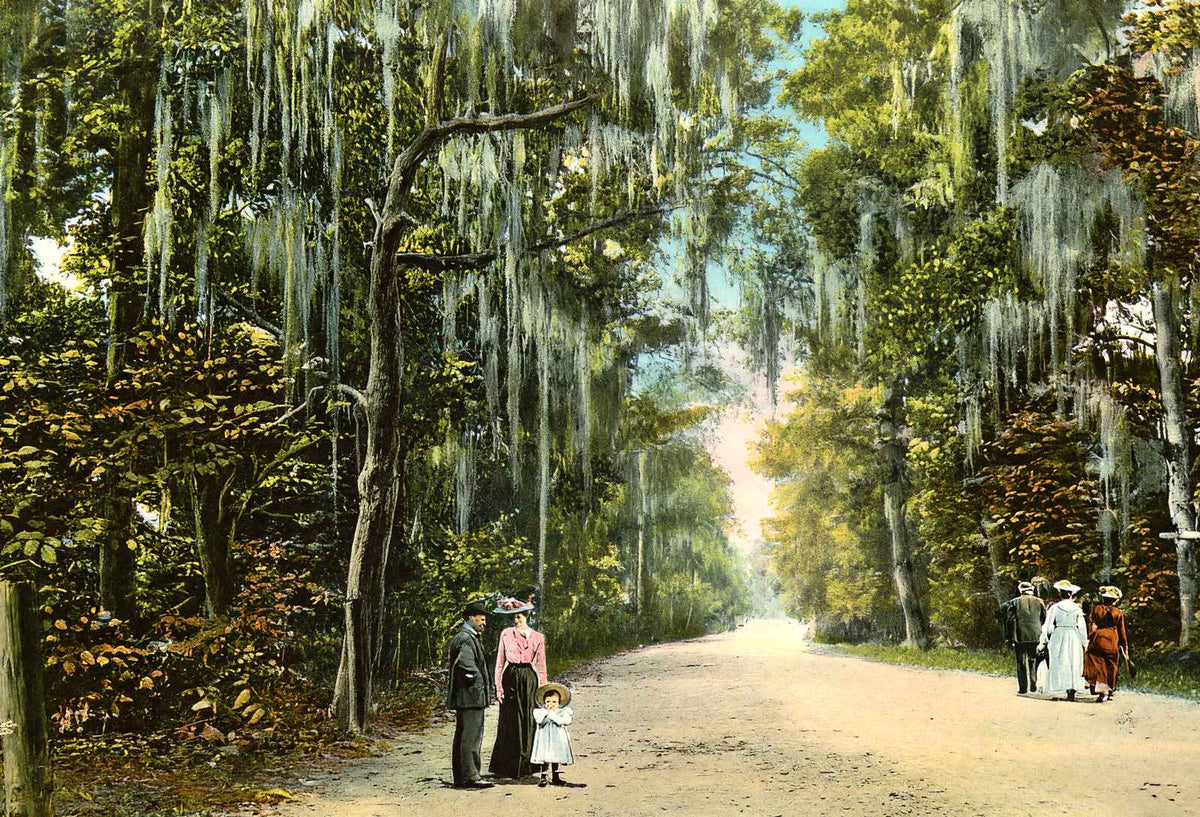 Lovers' Lane Mobile Alabama in 1905 Vintage Print (7 Sizes) - Enhanced