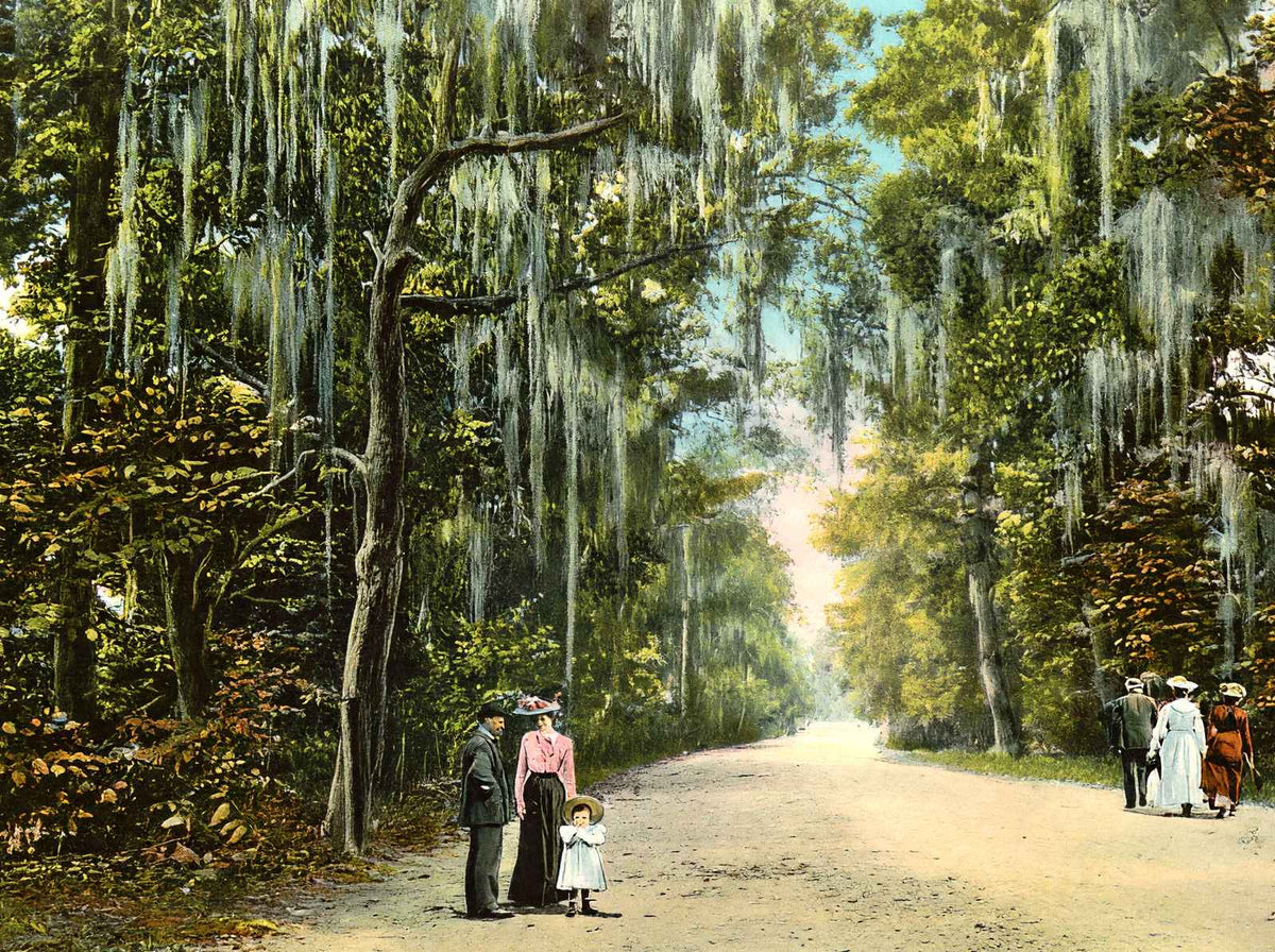Lovers' Lane Mobile Alabama in 1905 Vintage Print (7 Sizes) - Enhanced