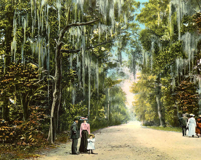 Lovers' Lane in Mobile in 1905 vintage print