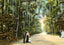 Lovers' Lane Mobile Alabama in 1905 Vintage Print (7 Sizes) - Enhanced