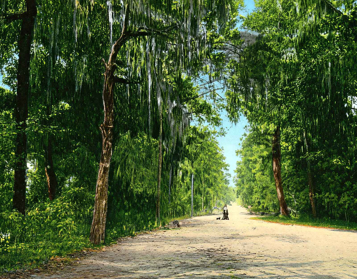 Lovers' Lane Mobile Alabama in 1906 Vintage Print (7 Sizes) - Retouched