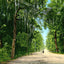 Lovers' Lane Mobile Alabama in 1906 Vintage Print (7 Sizes) - Retouched