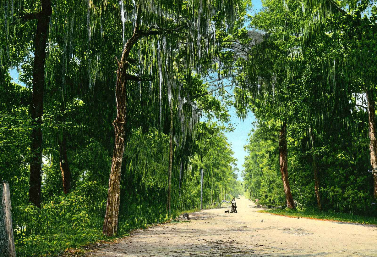 Lovers' Lane Mobile Alabama in 1906 Vintage Print (7 Sizes) - Retouched