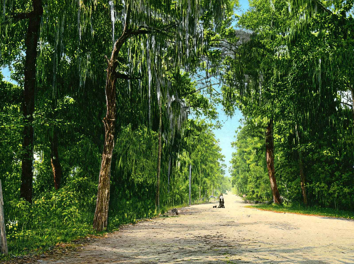 Lovers' Lane Mobile Alabama in 1906 Vintage Print (7 Sizes) - Retouched