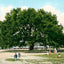 Live Oak Tree Mobile Alabama in 1906 Vintage Print (7 Sizes) - Restored