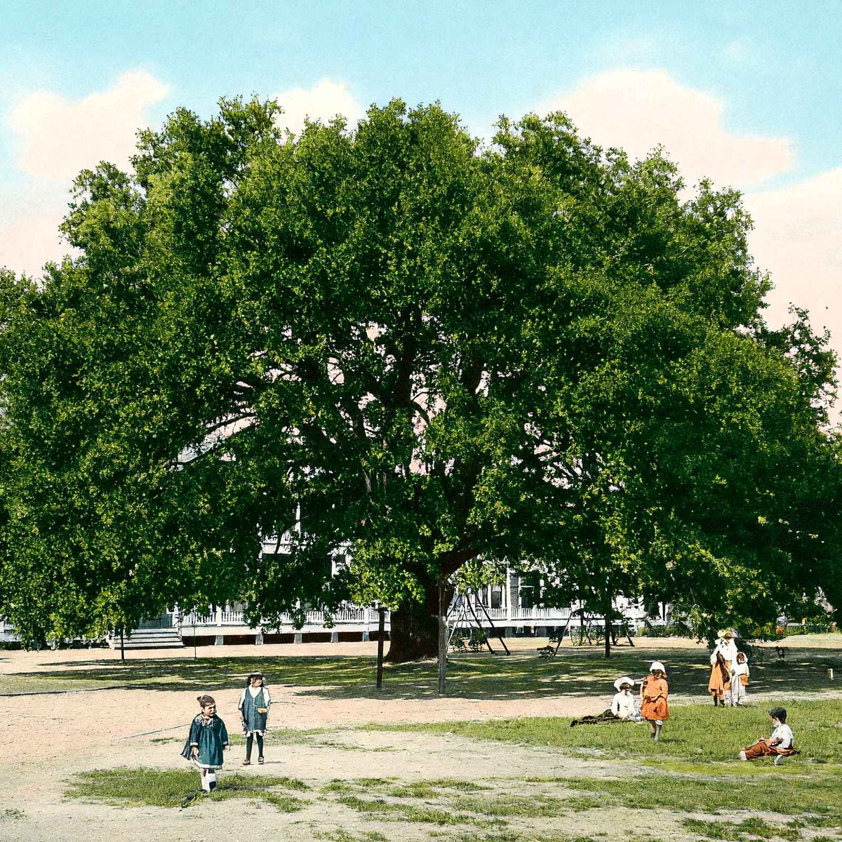 Live Oak Tree Mobile Alabama in 1906 Vintage Print (7 Sizes) - Restored