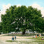 Live Oak Tree Mobile Alabama in 1906 Vintage Print (7 Sizes) - Restored