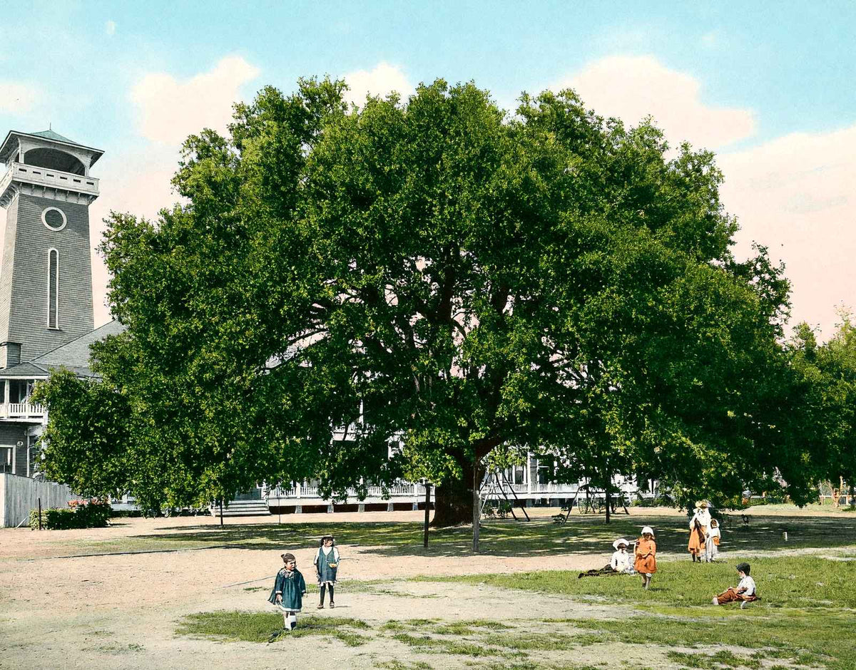 Live Oak Tree Mobile Alabama in 1906 Vintage Print (7 Sizes) - Restored
