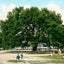 Live Oak Tree Mobile Alabama in 1906 Vintage Print (7 Sizes) - Restored
